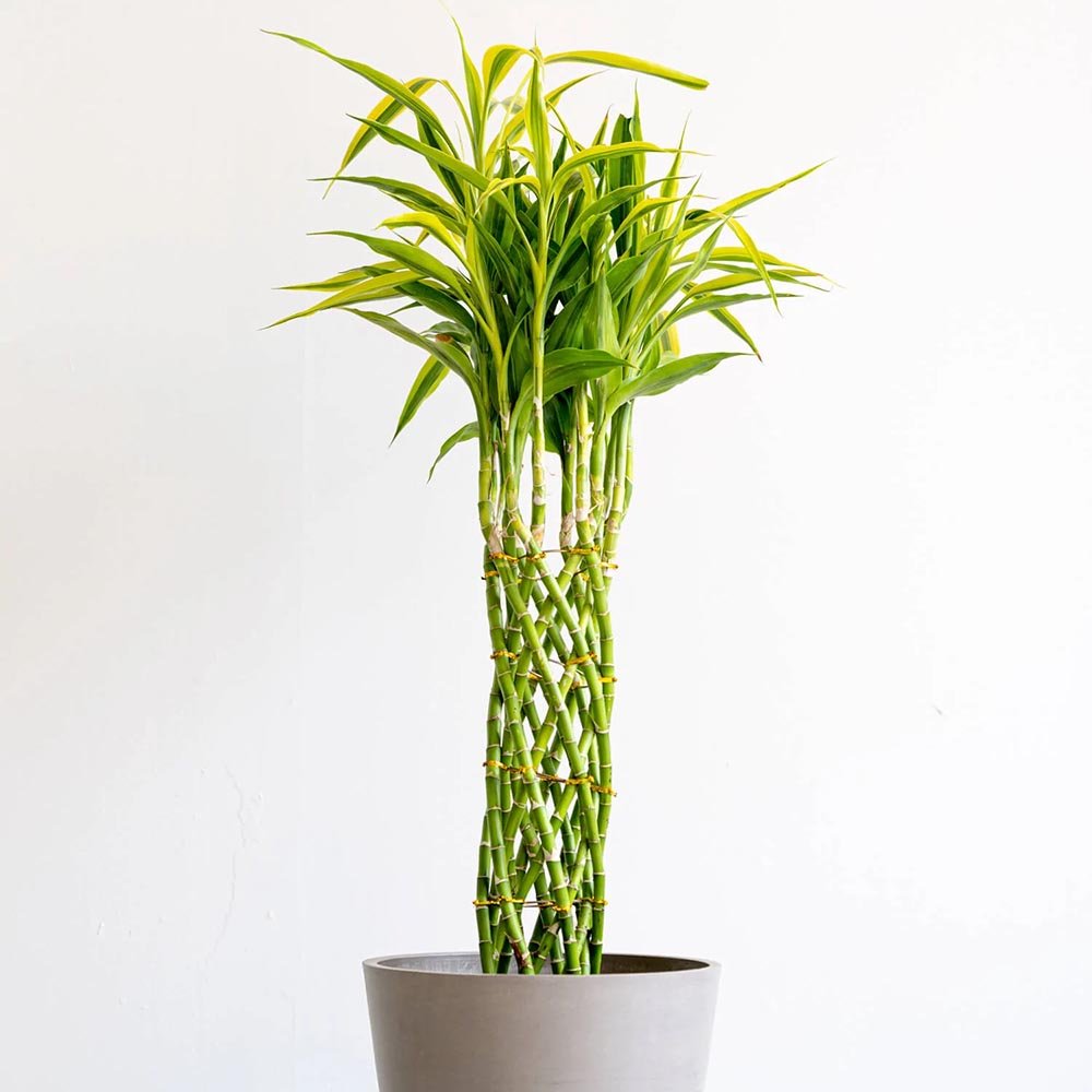 Bambus Norocos/Lucky Dracaena 'Gold' - 70 cm