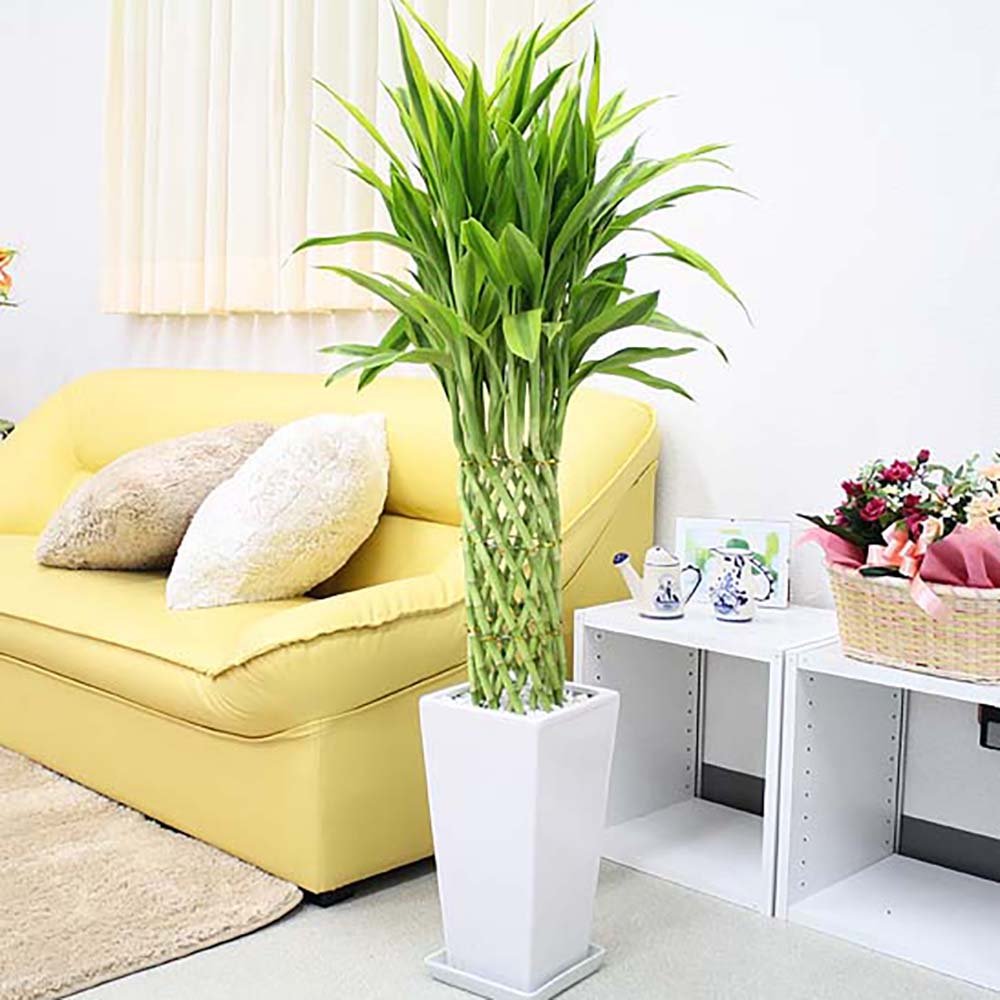 Bambus Norocos/Lucky Dracaena 'Gold' - 70 cm