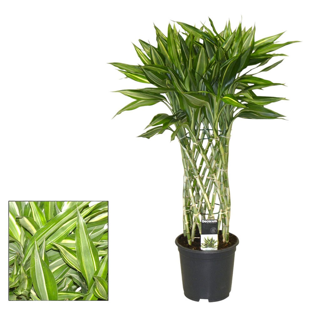 Bambus Norocos/Lucky Dracaena 'Gold' - 70 cm