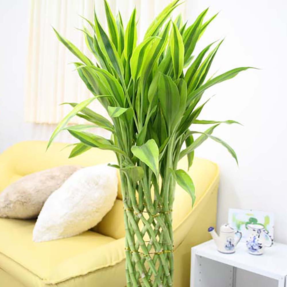 Bambus Norocos/Lucky Dracaena 'Gold' - 70 cm