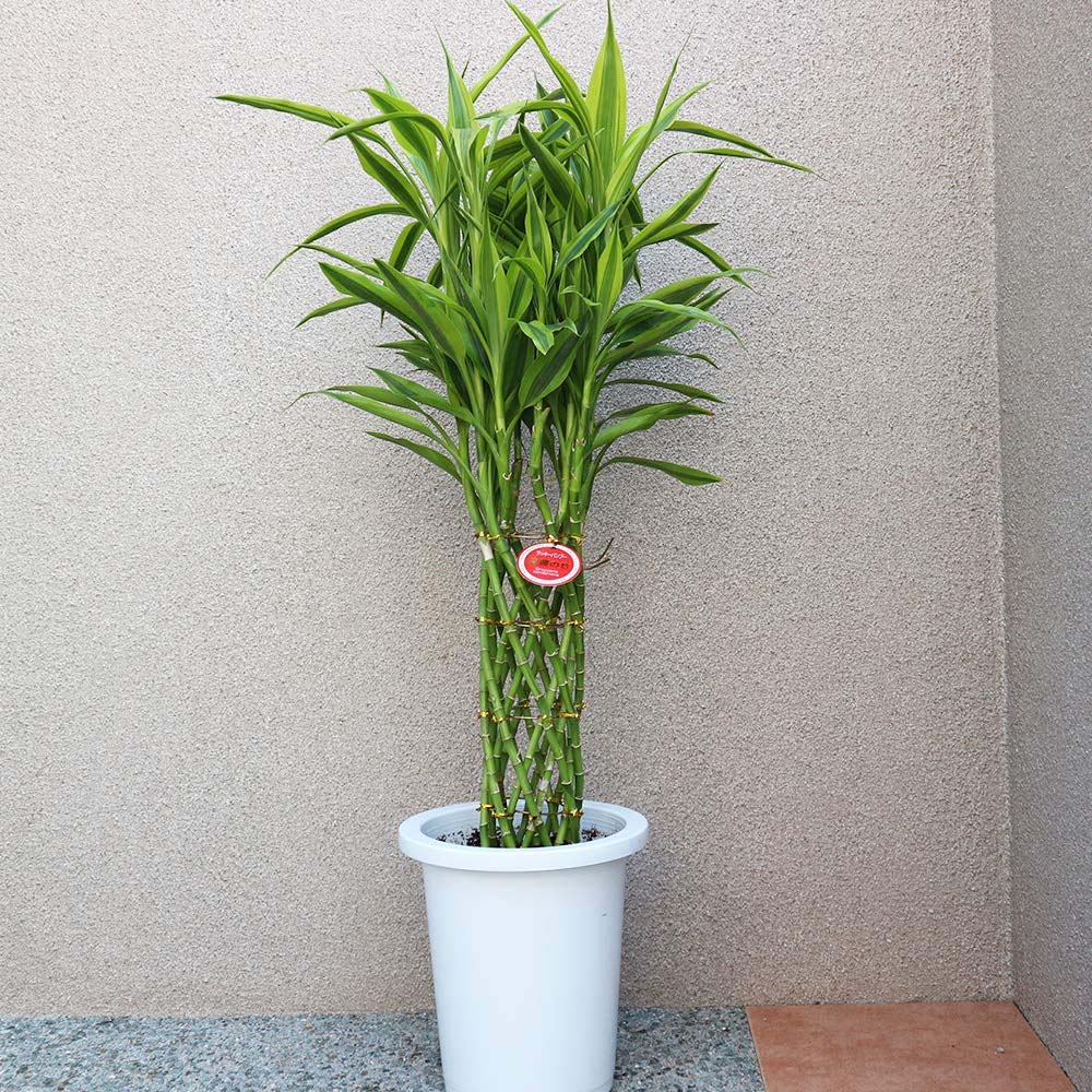 Bambus Norocos/Lucky Dracaena 'Gold' - 70 cm
