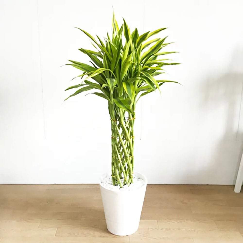 Bambus Norocos/Lucky Dracaena 'Gold' - 70 cm