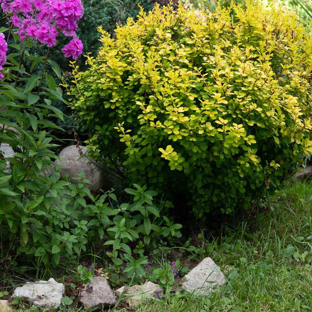 Dracila Berberis galbena Japoneza Lime Star, cu frunze aurii