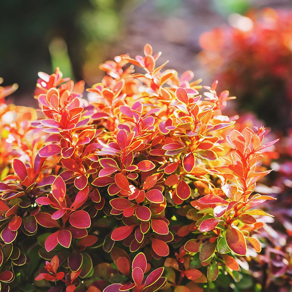 Dracila Berberis Japoneza Admiration, cu frunze rosii-burgundiu