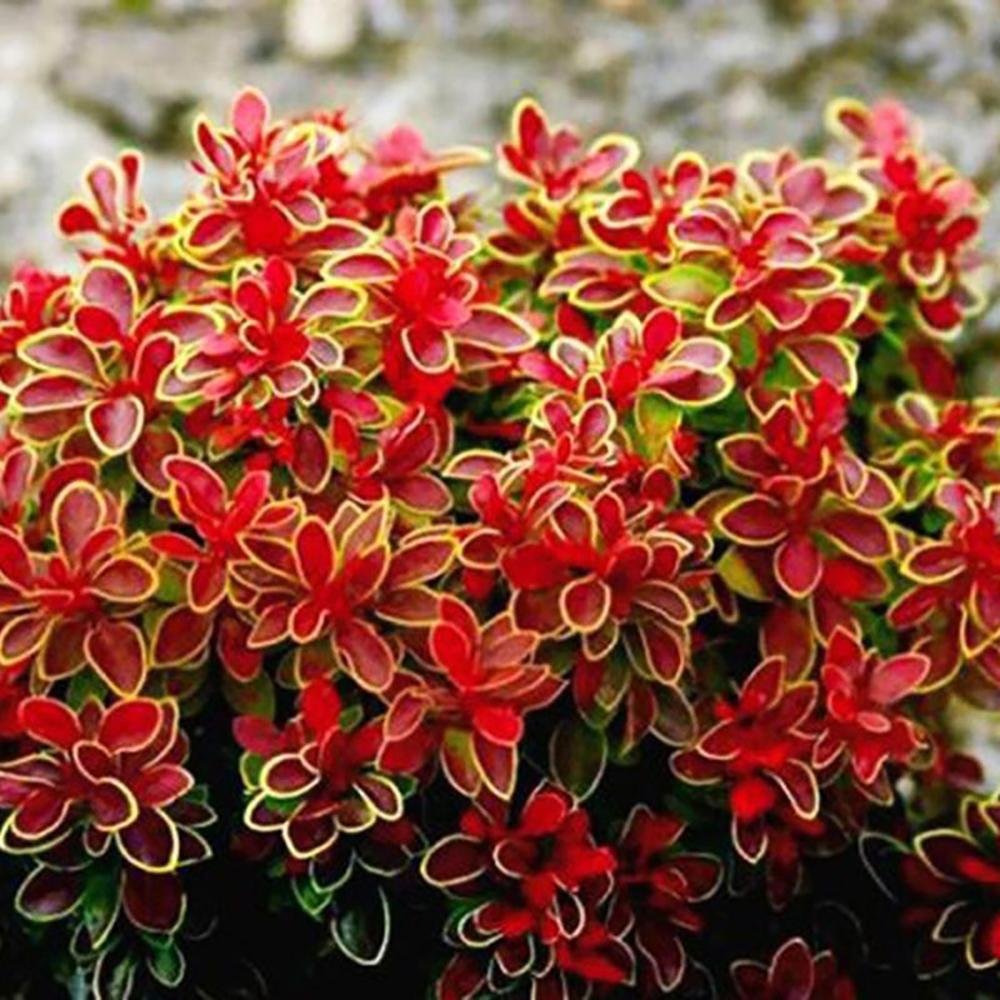 Dracila Berberis Japoneza Admiration, cu frunze rosii-burgundiu