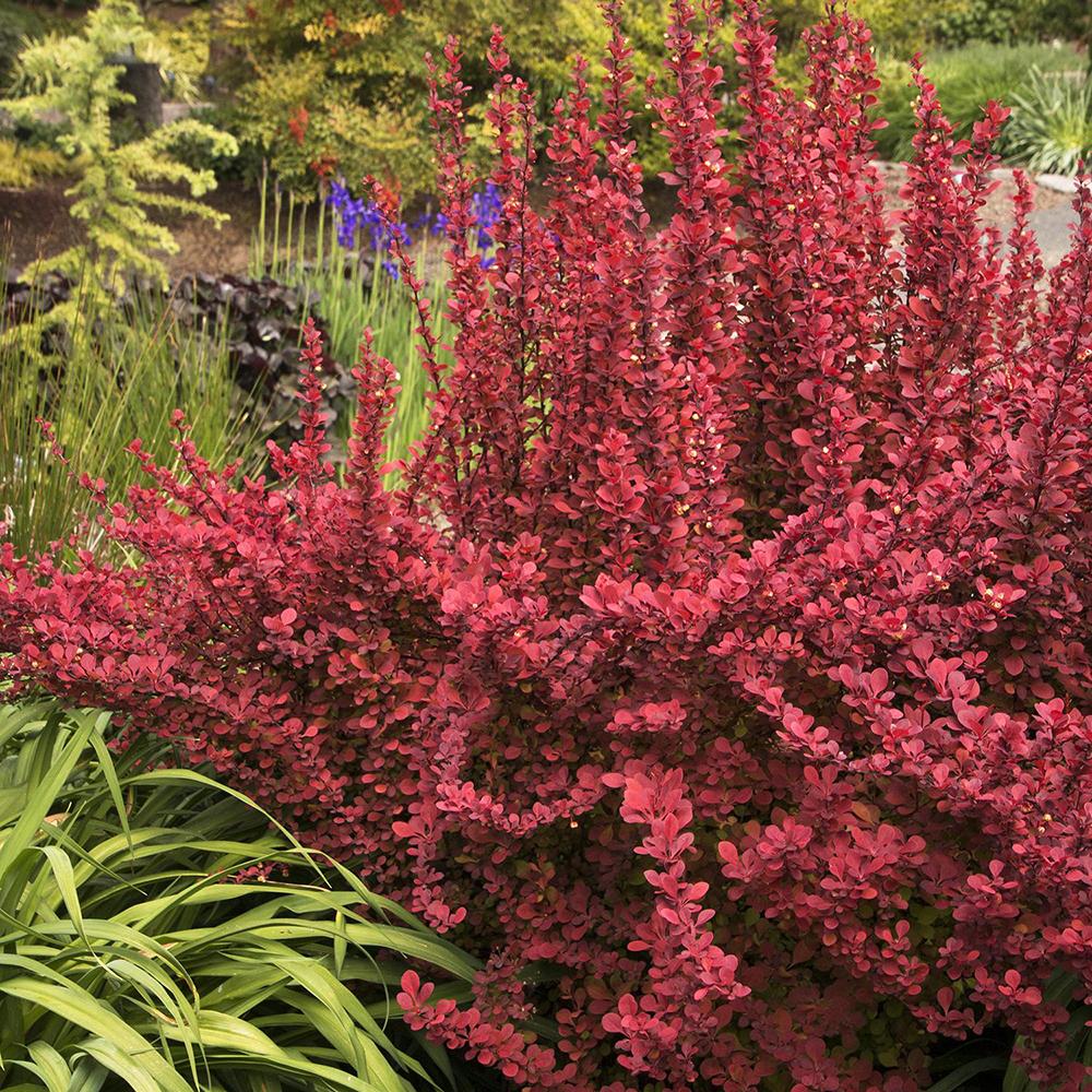 Dracila Berberis Japoneza Admiration, cu frunze rosii-burgundiu