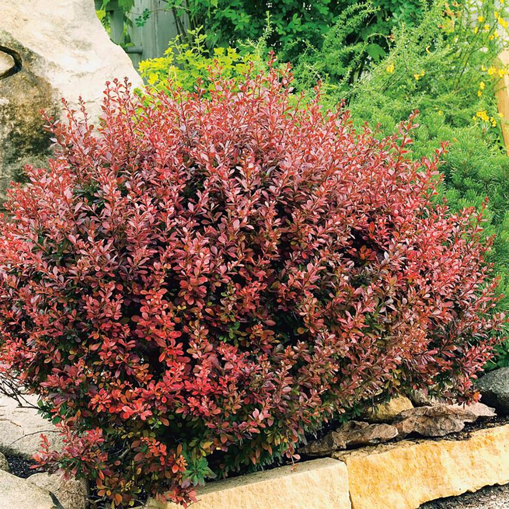 Dracila Berberis Japoneza Atropurpurea Nana, cu frunze purpurii