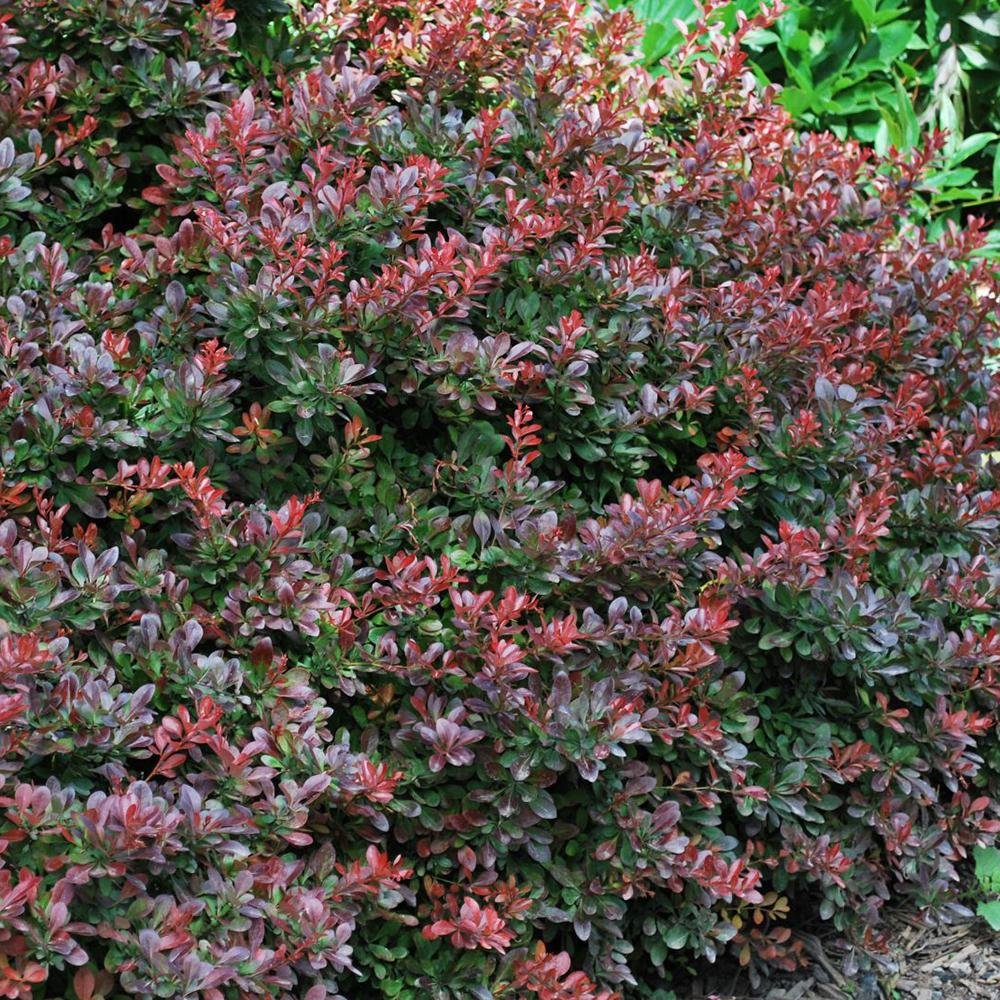 Dracila Berberis Japoneza Atropurpurea Nana, cu frunze purpurii