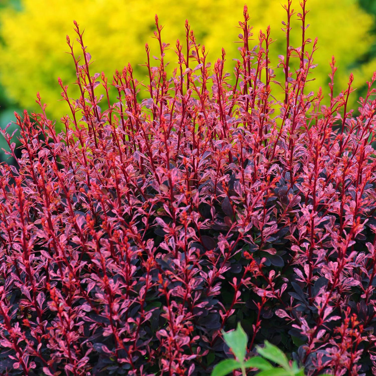 Dracila Berberis Japoneza Atropurpurea Nana, cu frunze purpurii