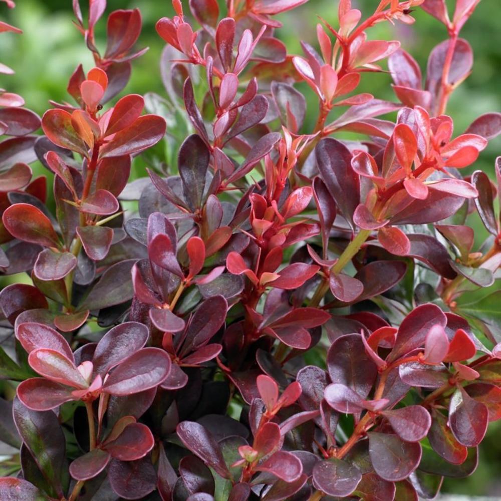 Dracila Berberis Japoneza Atropurpurea Nana, cu frunze purpurii