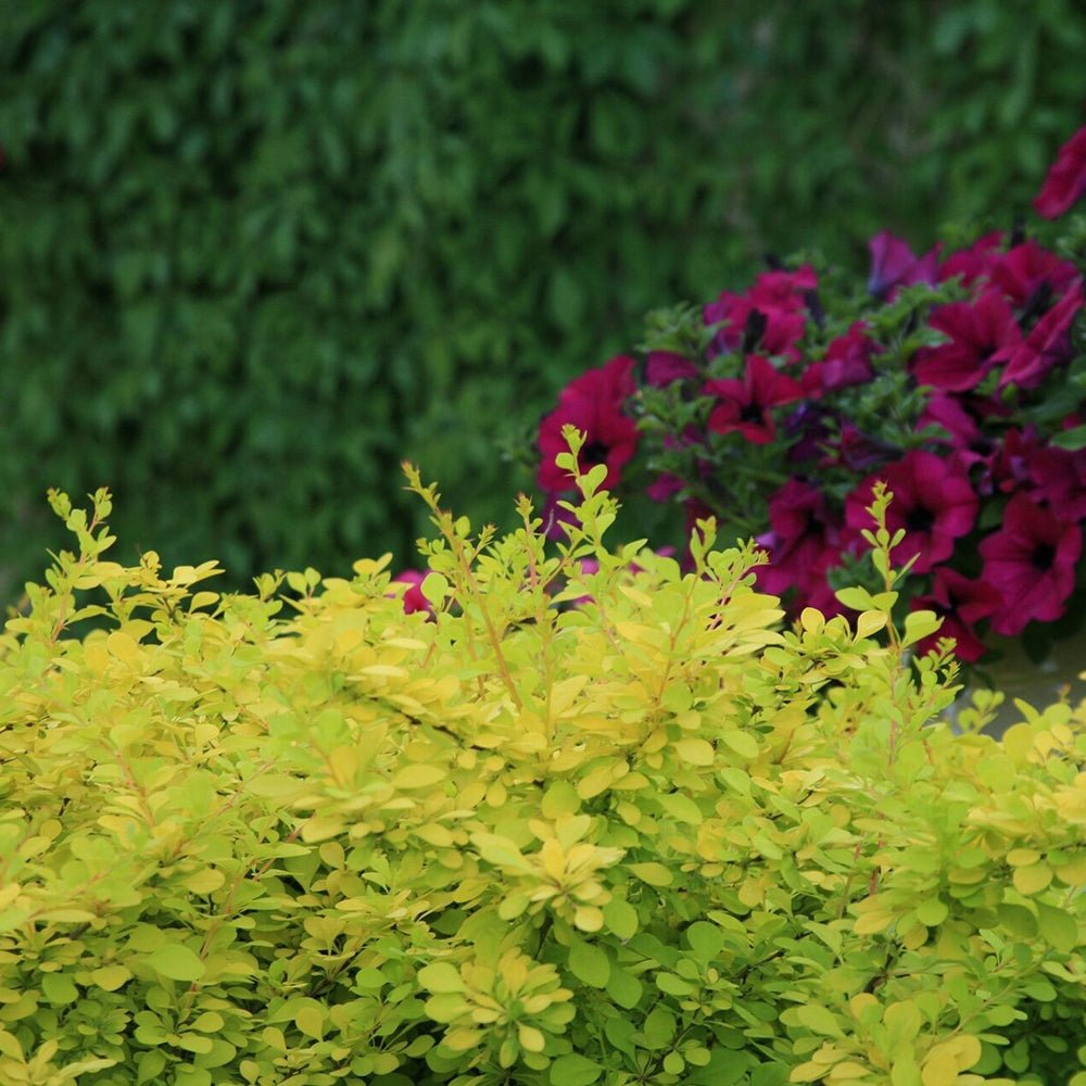 Dracila Berberis Japoneza Aurea, cu frunze aurii