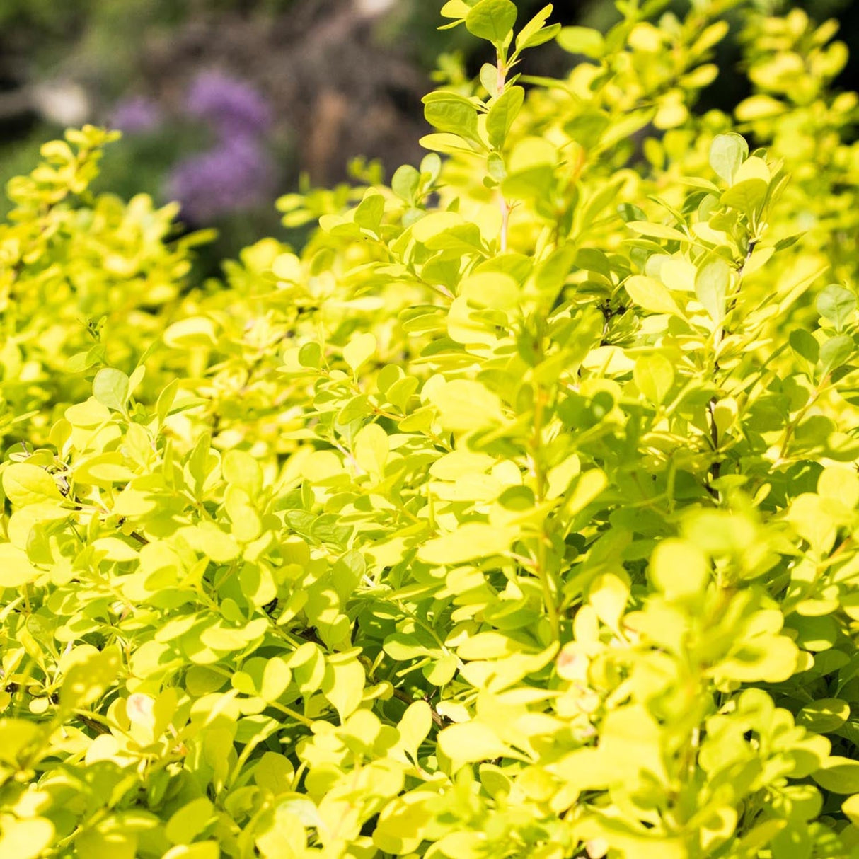 Dracila Berberis Japoneza Aurea, cu frunze aurii