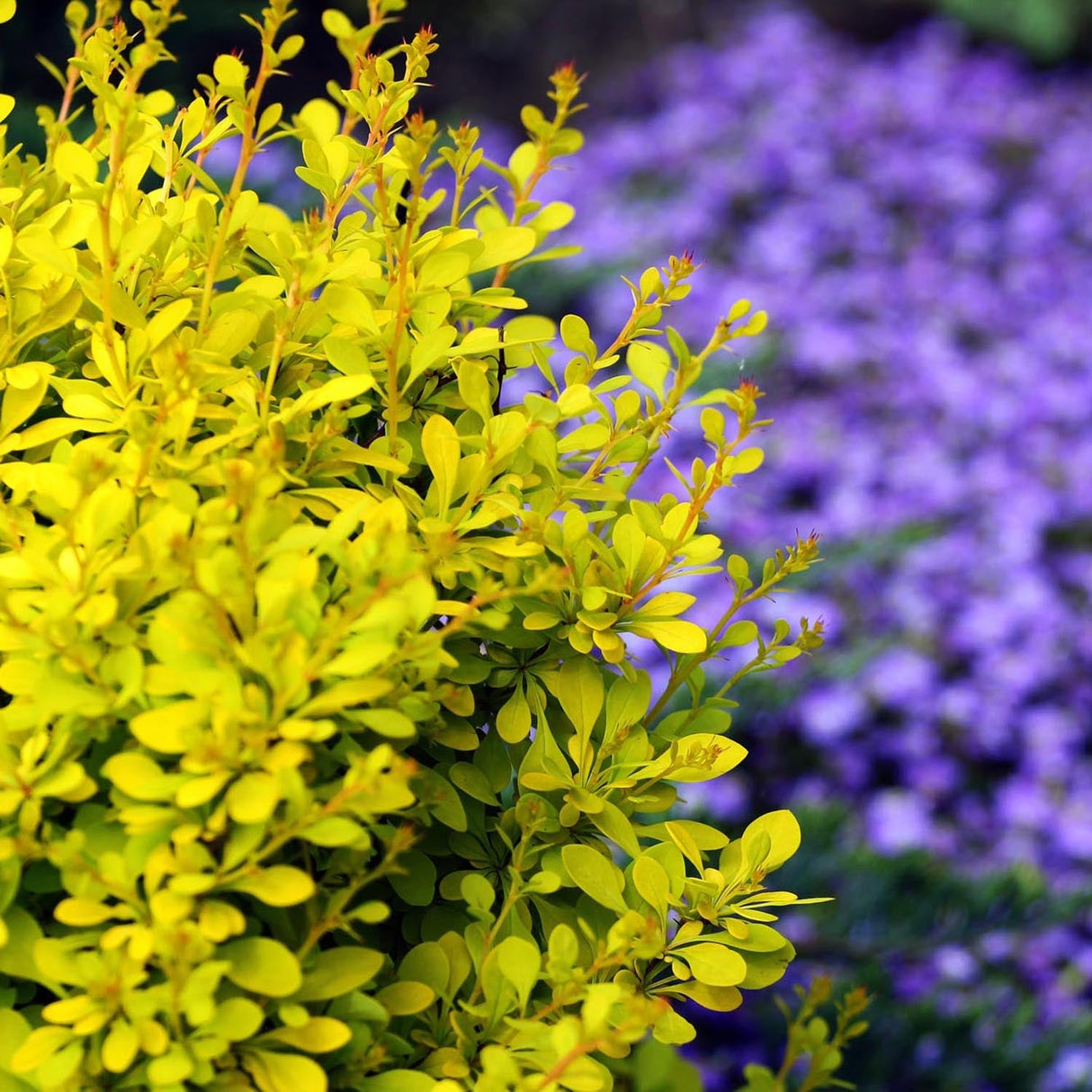 Dracila Berberis Japoneza Aurea, cu frunze aurii