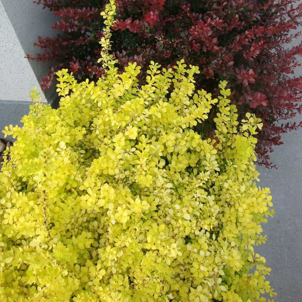 Dracila Berberis Japoneza Aurea, cu frunze aurii