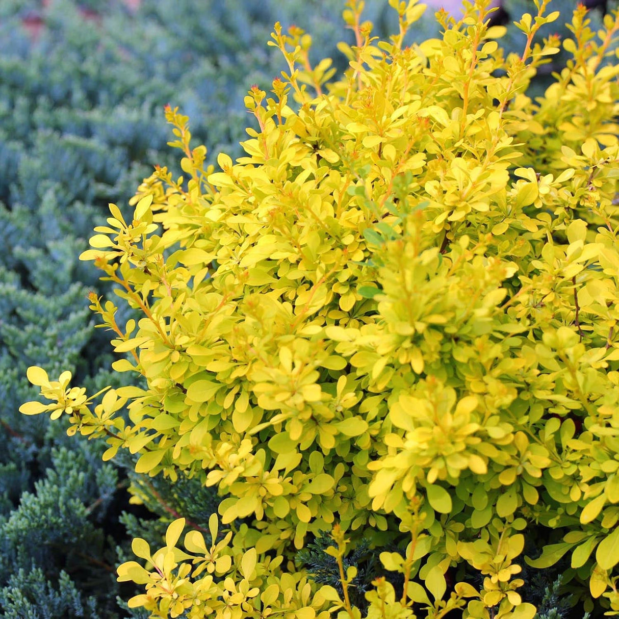 Dracila Berberis Japoneza Aurea, cu frunze aurii