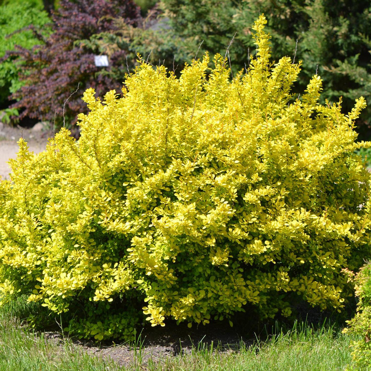 Dracila Berberis japoneza Aurea - VERDENA-160-180 cm livrat in ghiveci de 3 L