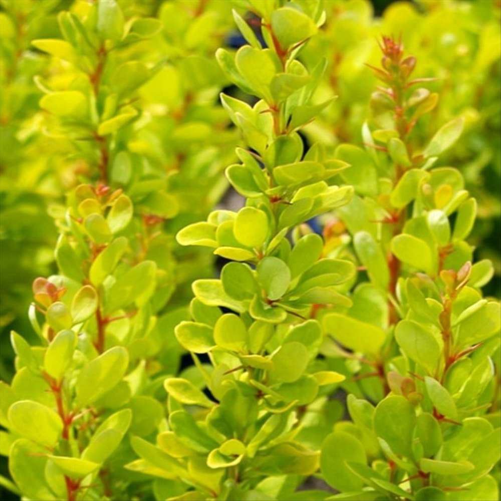 Dracila Berberis Japoneza Golden Rocket, cu frunze aurii