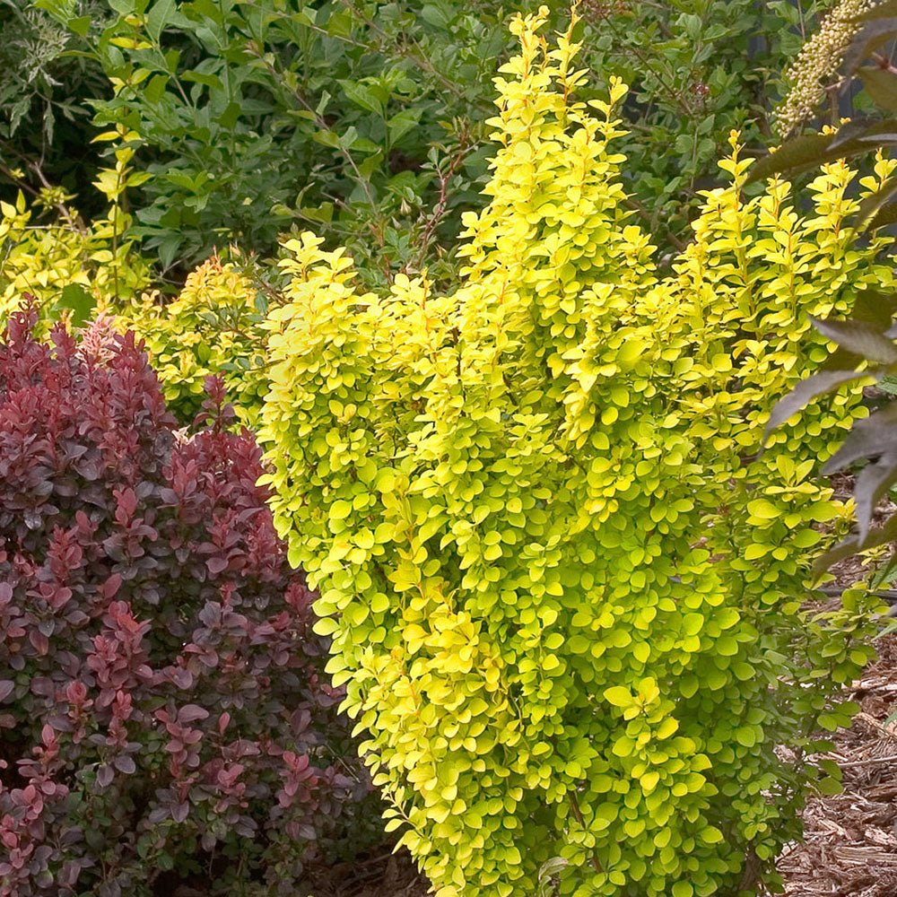 Dracila Berberis Japoneza Golden Rocket, cu frunze aurii