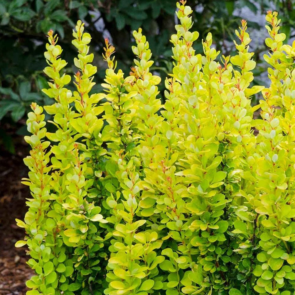 Dracila Berberis Japoneza Golden Rocket, cu frunze aurii