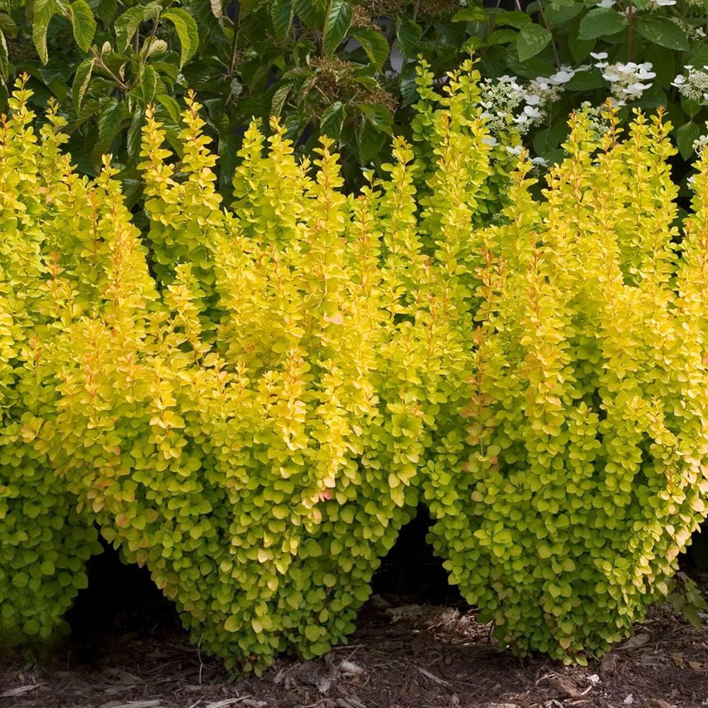 Dracila Berberis Japoneza Golden Rocket, cu frunze aurii