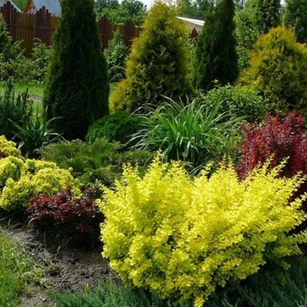 Dracila Berberis Japoneza Golden Rocket, cu frunze aurii