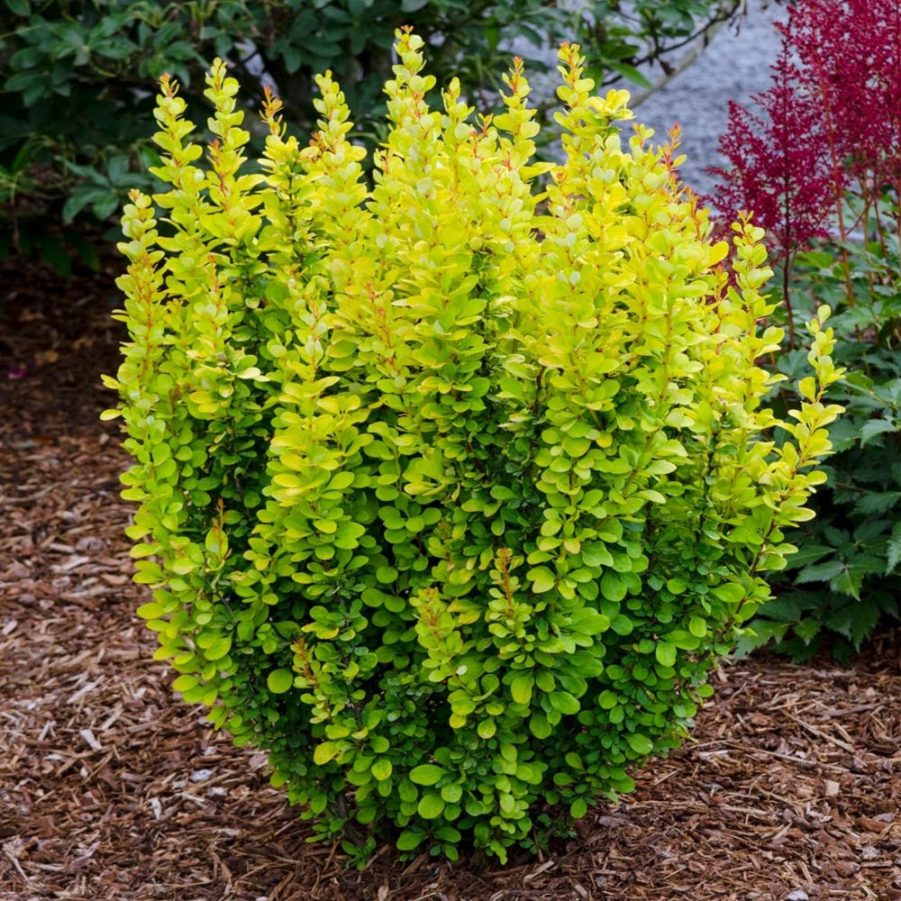 Dracila Berberis Japoneza Golden Rocket, cu frunze aurii