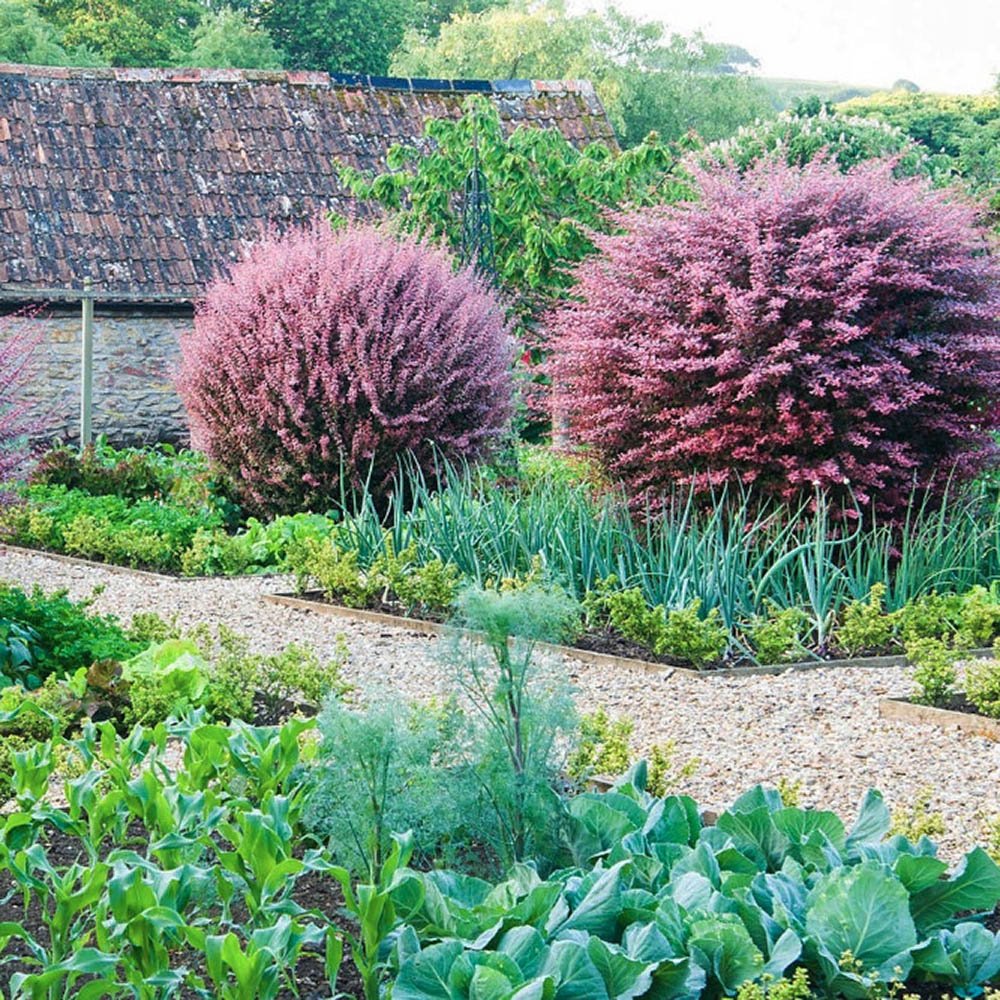 Dracila Berberis Japoneza Harlequin, cu frunze roz-alb
