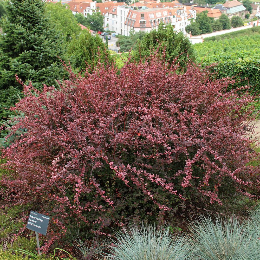 Dracila Berberis Japoneza Harlequin, cu frunze roz-alb