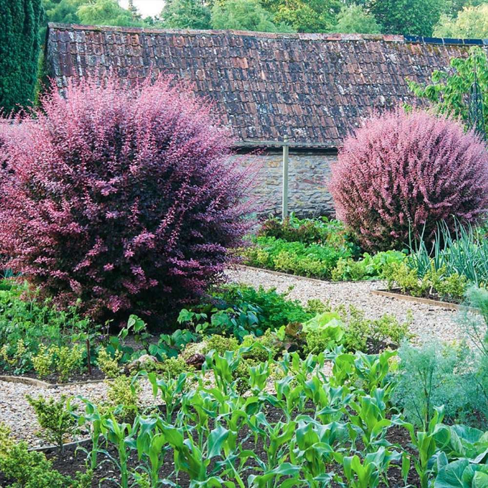Dracila Berberis Japoneza Harlequin, cu frunze roz-alb