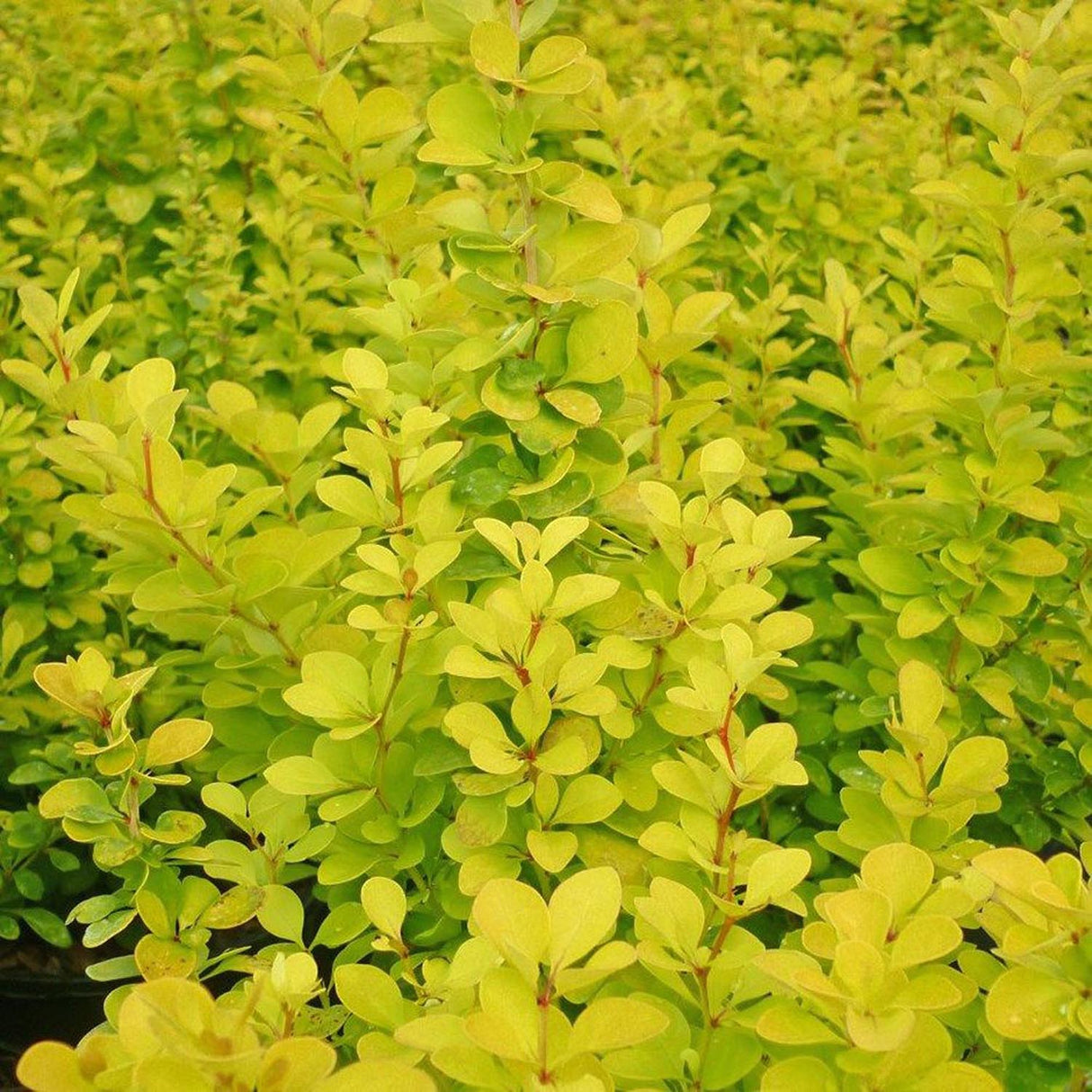 Dracila Berberis Japoneza Maria, cu frunze aurii