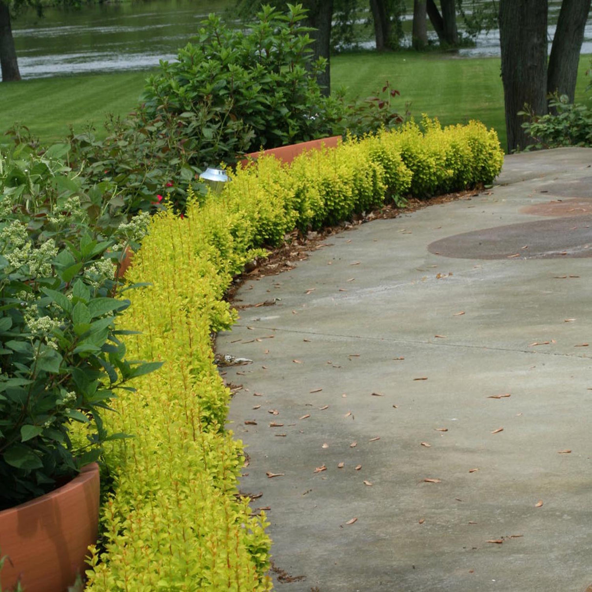 Dracila Berberis Japoneza Maria, cu frunze aurii