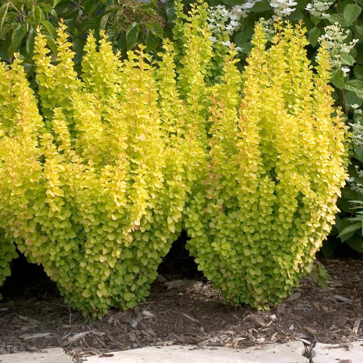 Dracila Berberis Japoneza Maria, cu frunze aurii