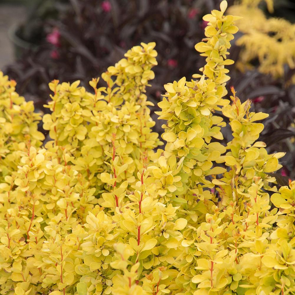 Dracila Berberis Japoneza Maria, cu frunze aurii