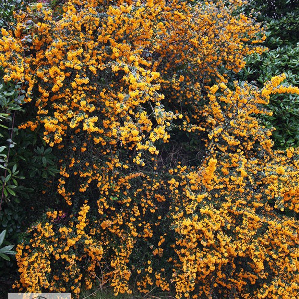 Dracila Berberis Japoneza Orange King, cu frunze portocalii