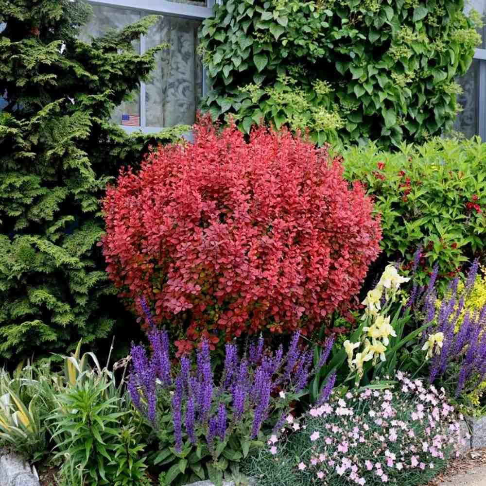 Dracila Berberis Japoneza Orange Rocket, cu frunzis rosu-portocaliu