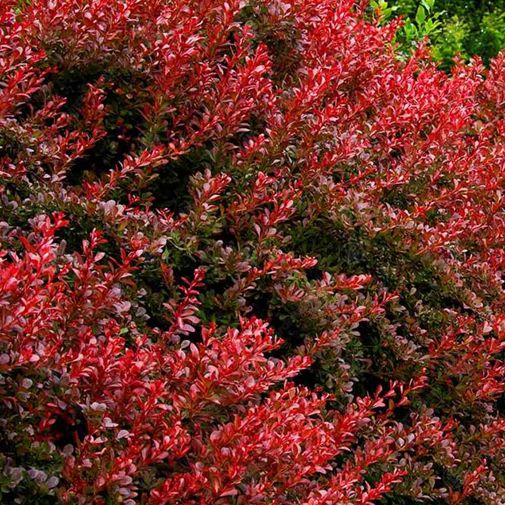 Dracila Berberis Japoneza Orange Rocket, cu frunzis rosu-portocaliu