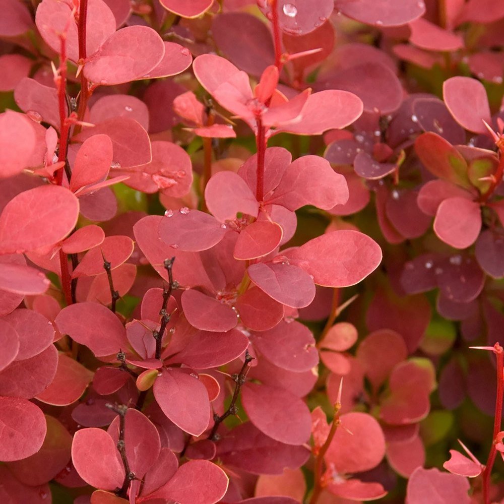 Dracila Berberis Japoneza Orange Rocket, cu frunzis rosu-portocaliu