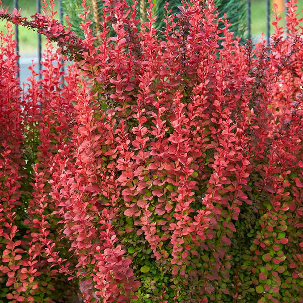 Dracila Berberis Japoneza Orange Rocket, cu frunzis rosu-portocaliu