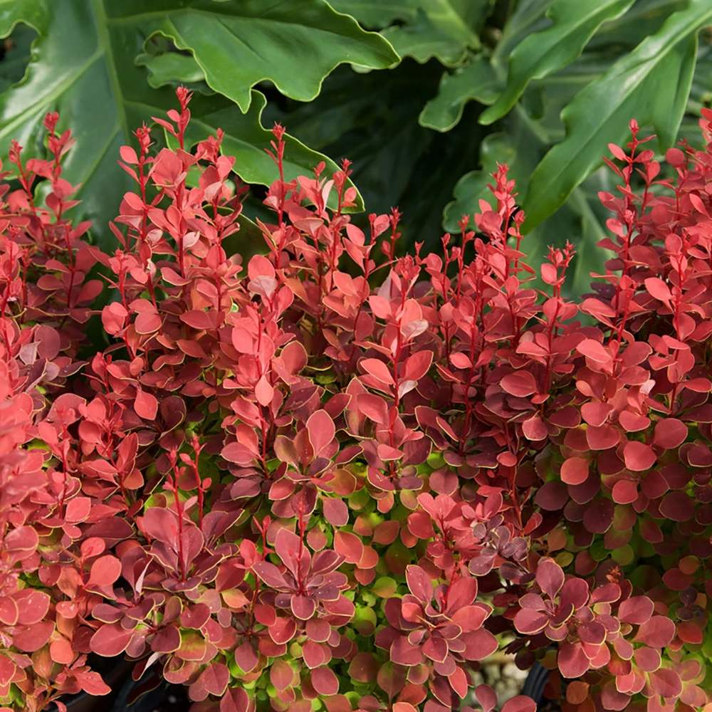 Dracila Berberis Japoneza Orange Rocket, cu frunzis rosu-portocaliu