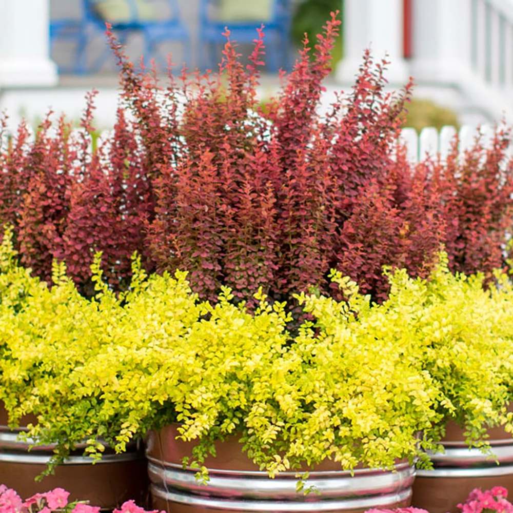 Dracila Berberis Japoneza Orange Rocket, cu frunzis rosu-portocaliu