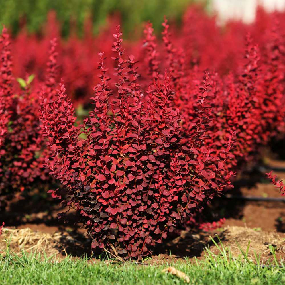 Dracila Berberis Japoneza Orange Rocket, cu frunzis rosu-portocaliu