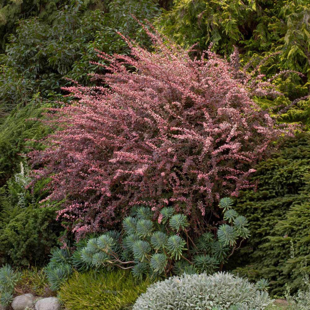 Dracila Berberis Japoneza Pink Queen, cu flori roz-pal