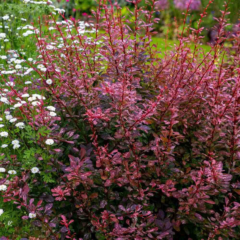 Dracila Berberis Japoneza Pink Queen, cu flori roz-pal