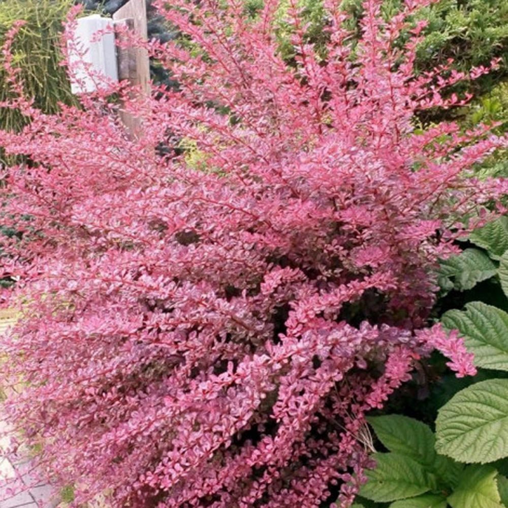 Dracila Berberis Japoneza Pink Queen, cu flori roz-pal
