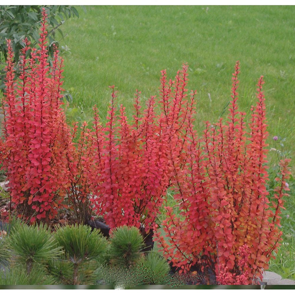 Dracila Berberis Japoneza Powwow, cu frunze chameleon