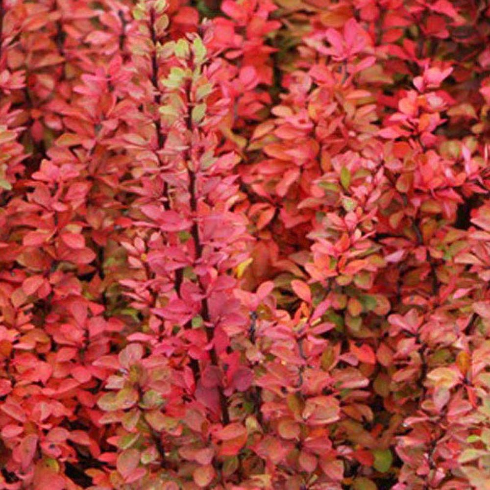 Dracila Berberis Japoneza Powwow, cu frunze chameleon