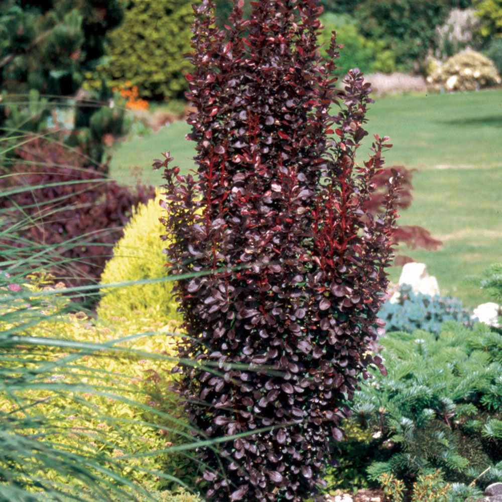 Dracila Berberis Japoneza Red Pillar, cu frunze rosii-burgundiu