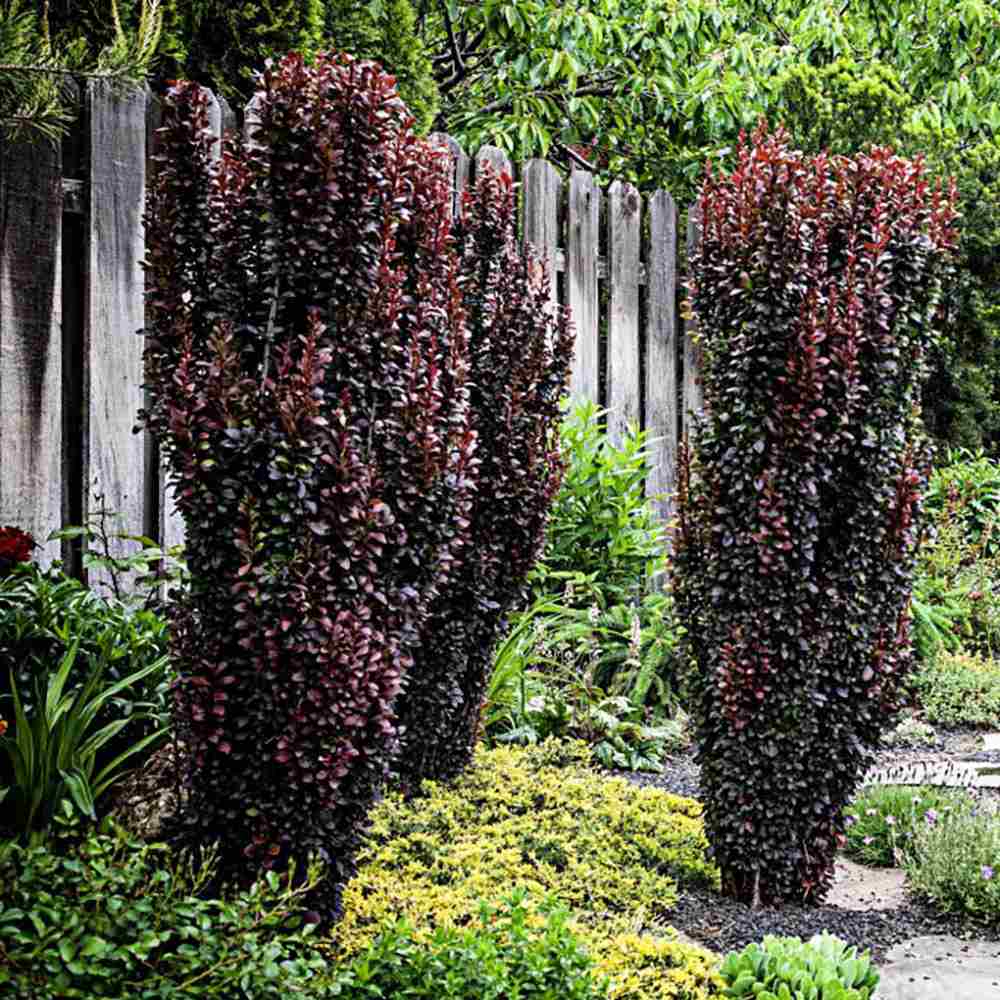 Dracila Berberis Japoneza Red Pillar, cu frunze rosii-burgundiu