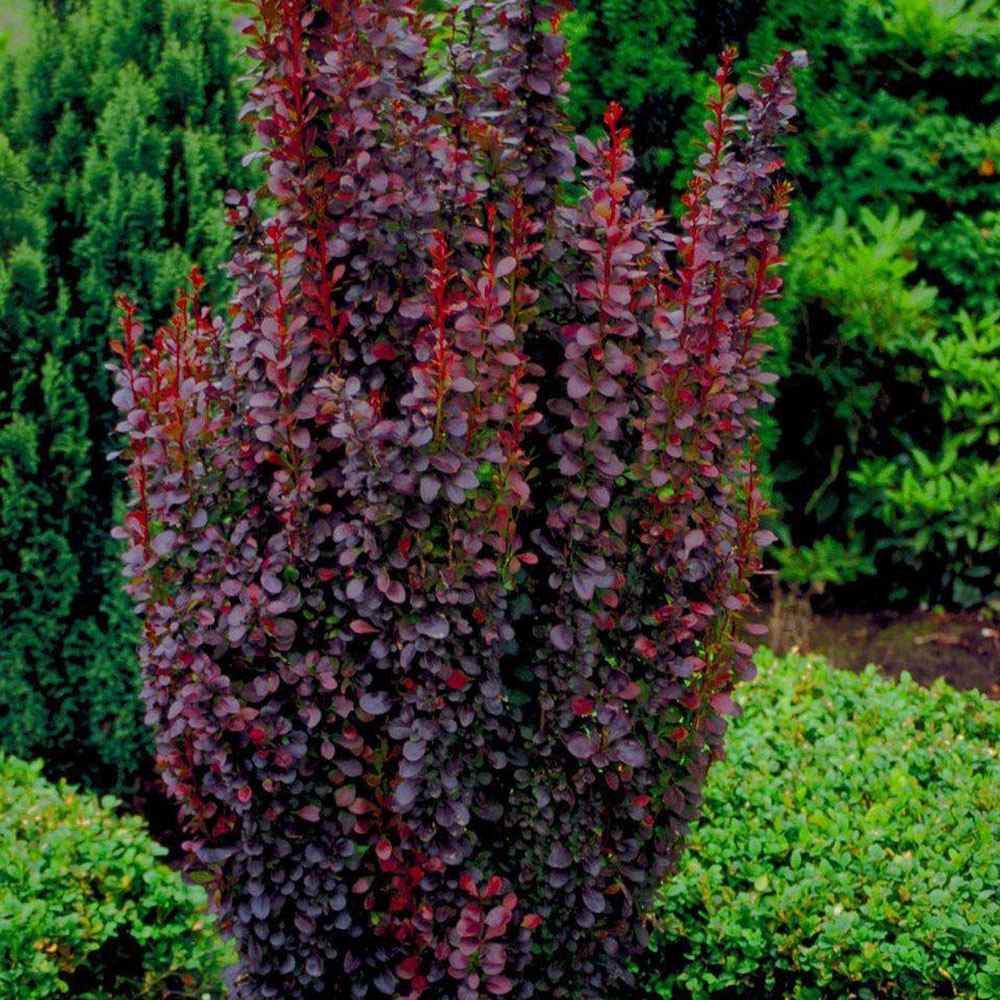 Dracila Berberis Japoneza Red Pillar, cu frunze rosii-burgundiu