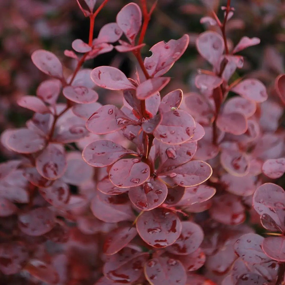 Dracila Berberis Japoneza Red Pillar, cu frunze rosii-burgundiu